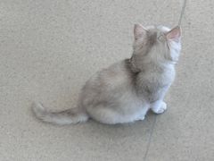 -共舞时光猫咖·狗咖(新街口店)