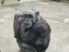 -石家庄市动物园