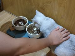 -滚猫咖啡·猫咖·猫友好撸猫(未来城店)