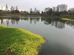 -桤木河湿地公园