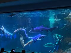 -海合安成都极地海洋公园