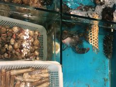 鲜花椒拌鲍鱼-中苑海韵