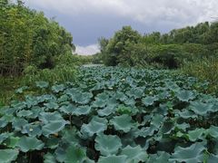 -昆山城市生态森林公园