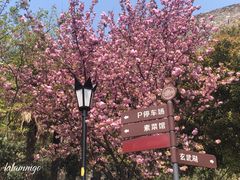 -鸡鸣寺