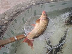 E:\相片\103NIKON\DSCN0820-胖姐渔村(中源大道店)