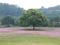 -福建鲤鱼洲酒店
