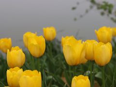 -无锡梅园公园