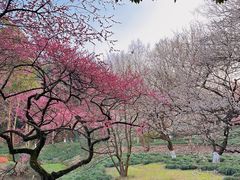 -杭州植物园