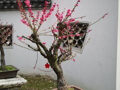 -无锡梅园公园