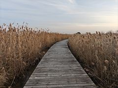 -盐城丹顶鹤湿地生态旅游区