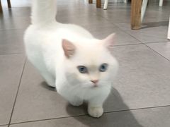 -吉丁鸟咖·异宠·寄养