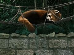 -上海野生动物园