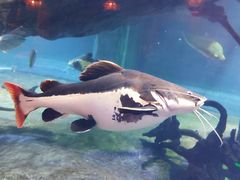 -华夏文旅海洋公园