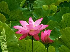 -高子水居