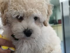 -顺强宠物诊所·狂犬免疫·夜诊·骨科(嘉定店)