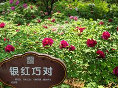 -洛阳市牡丹公园