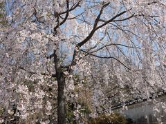 -醍醐寺