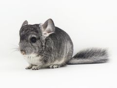 -龙猫仔乐园(惠福东路店)