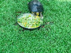 -清迈夜间动物园