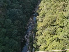 -九龙江国家森林公园