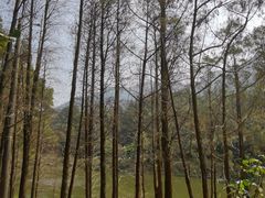 -深圳仙湖植物园