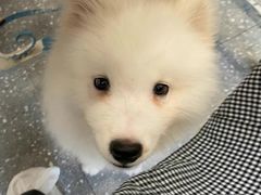 -Let's go狗咖·猫咖·奶狗·桌游(春熙路IFS店)