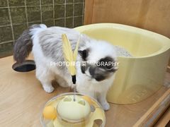 -帕帕拉兹宠物(亚洲旗舰店)