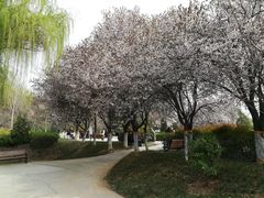 -西安青龙寺遗址景区