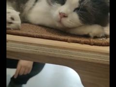 -飞行喵MR PILOT|猫舍·猫咖(静安大融城店)