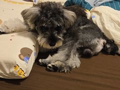 -翊宠yipet猫狗购宠庄园犬舍•猫舍