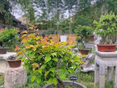 -扬州大运河文化旅游度假区·盆景园