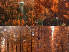 -黄海国家森林公园