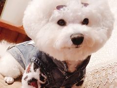 -芭比堂动物医院·犬猫全科·异宠专科(雁塔分院)