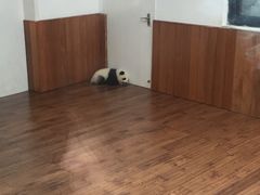 -成都大熊猫繁育研究基地