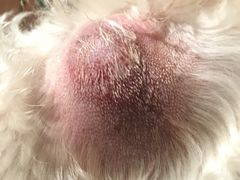 -爱侣宠医·鹦鹉专科·小型哺乳类·异宠专科(灵石路店)