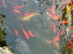 -合肥滨湖国家森林公园