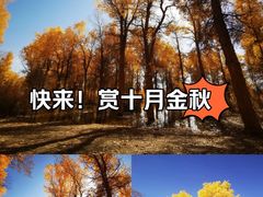 -金塔沙漠胡杨林景区