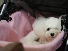 -汪小喵宠物·戴维斯乐芳希施宠馨宝皮毛调理洗护店