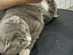 -BABIT巴比特宠物(MOMOPARK店)