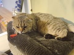 -Meowの猫咖(万家丽店)