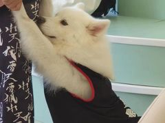 -怪兽屋·羊驼·猫咖·狗咖(俊华广场店)