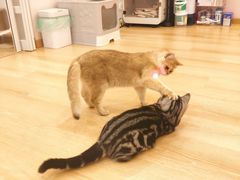 -猫咪派对(江南西店)