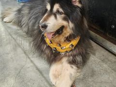 -more than meow吴止猫主题餐厅(承德 中船汇店)