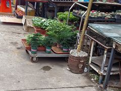 -中环花鸟鱼虫市场