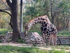 -北京野生动物园