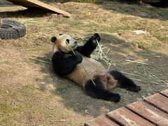 -上海野生动物园