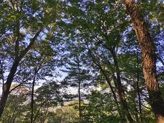 -香炉山国家森林公园
