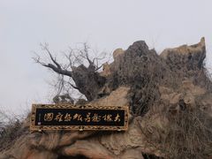 -大槐树寻根祭祖园