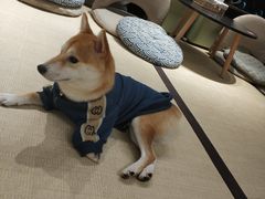 -逗柴咖啡屋·狗咖猫咖宠物桌游