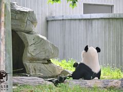 -卧龙中华大熊猫苑神树坪基地